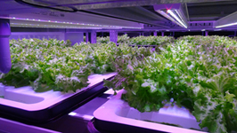 植物工場②