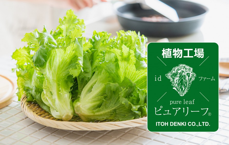 伊東電機の植物工場産レタス 2種が『ひょうご推奨ブランド』の認証を受けました